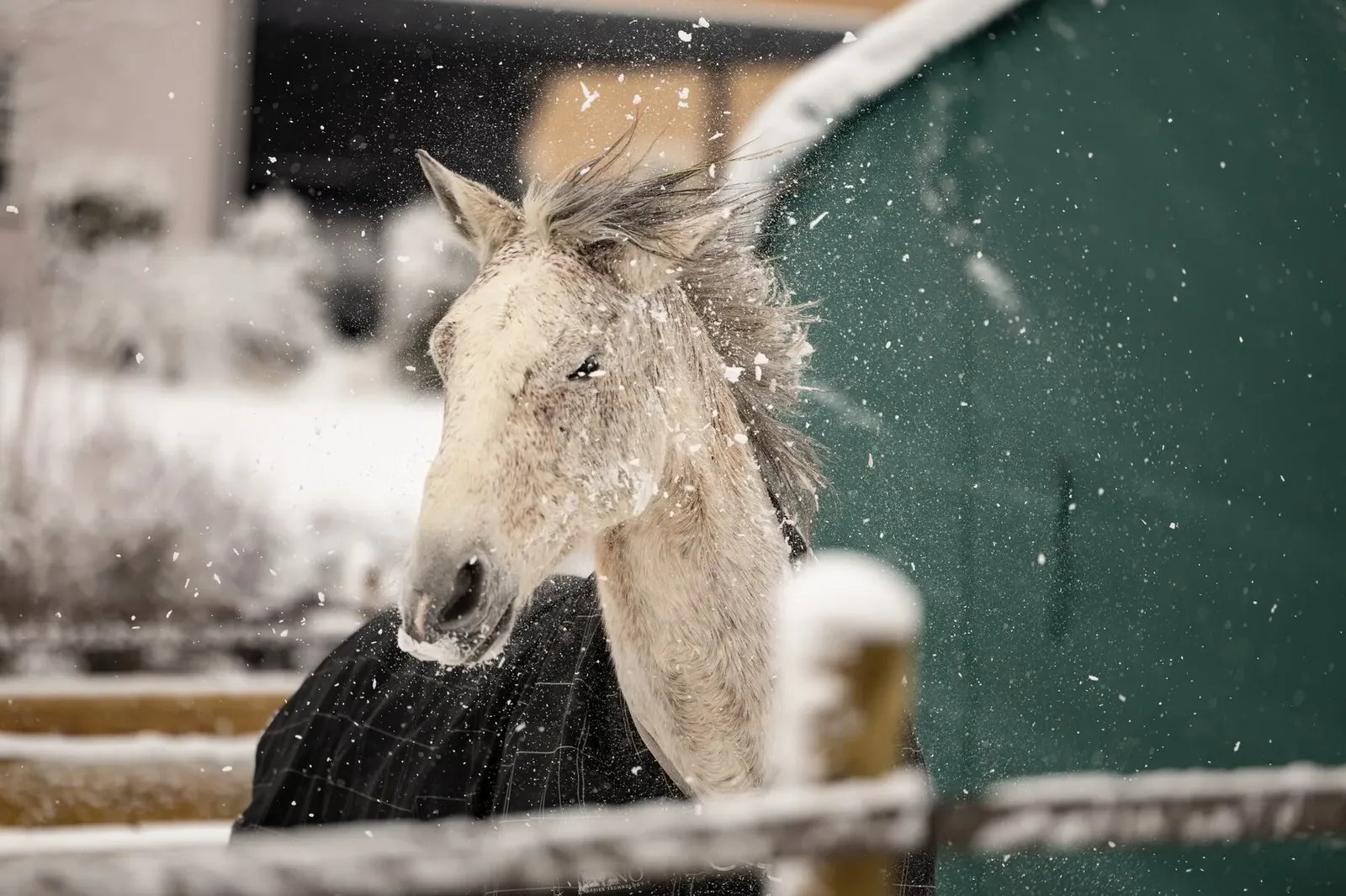 Pferd schüttelt Schnee aus der Mähne