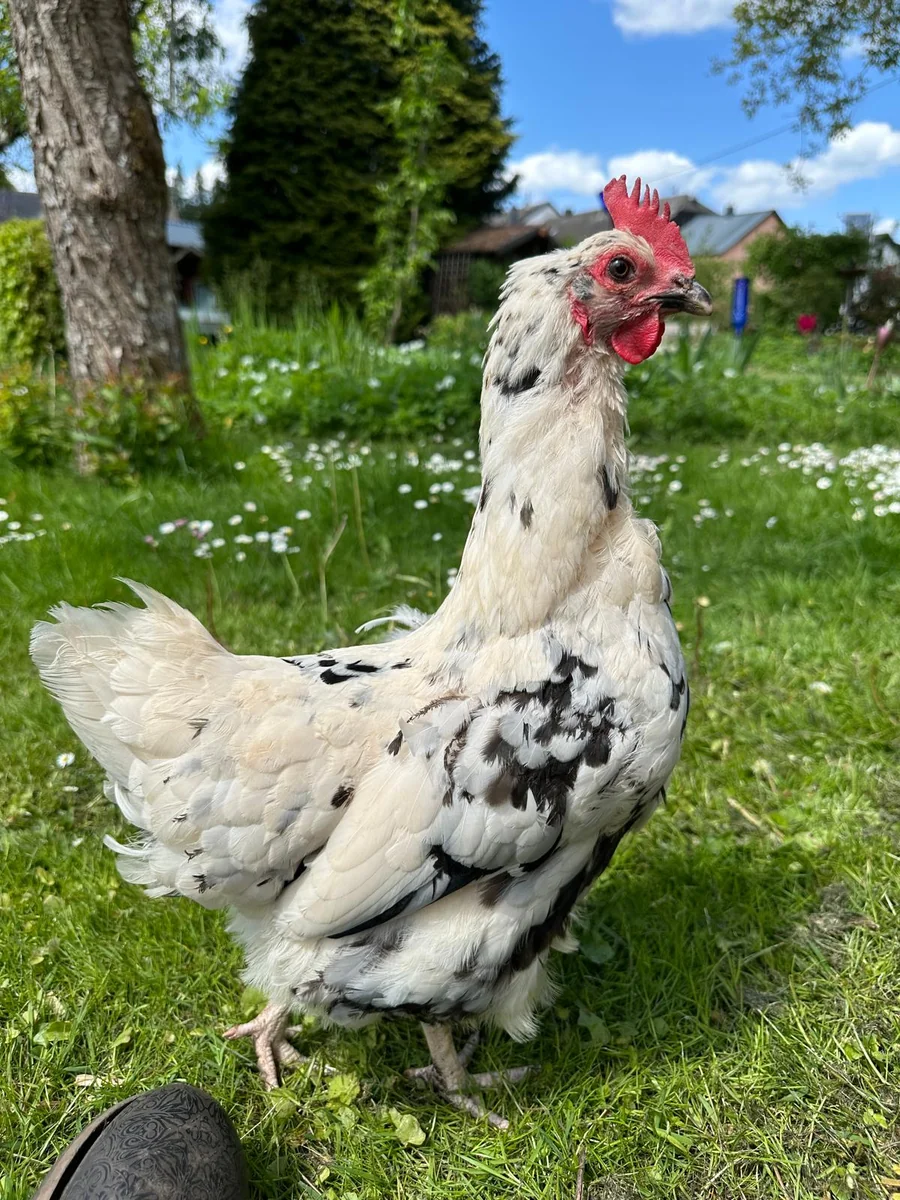 Tari früher mit weißem Federkleid